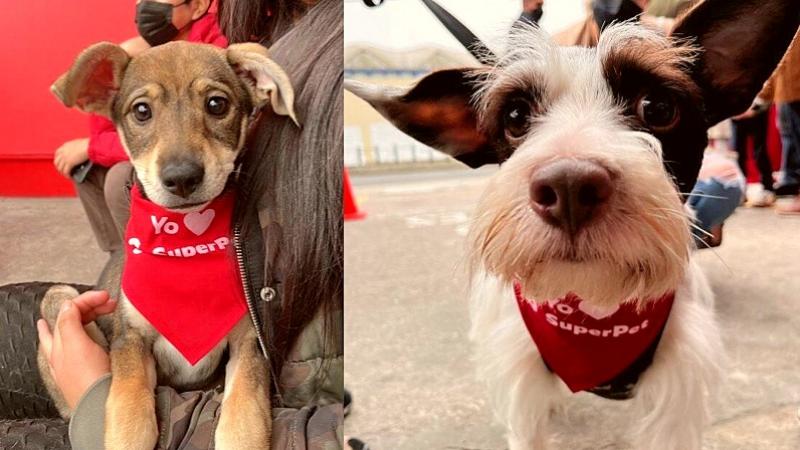Jornada Nacional de adopción de Super Pet: Haz feliz a un perrito dándole una familia.