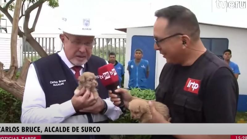 Adopcion animales Municipalidad de Santiago de Surco