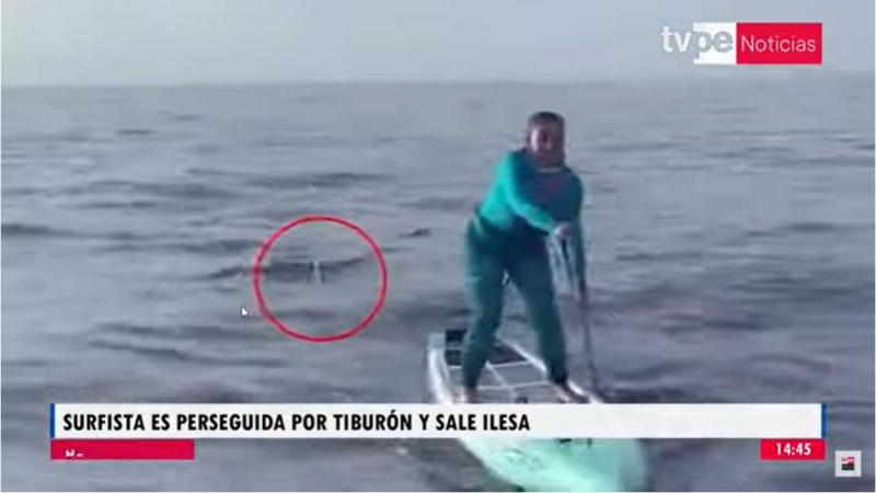 Estados Unidos: surfista escapó de un tiburón martillo