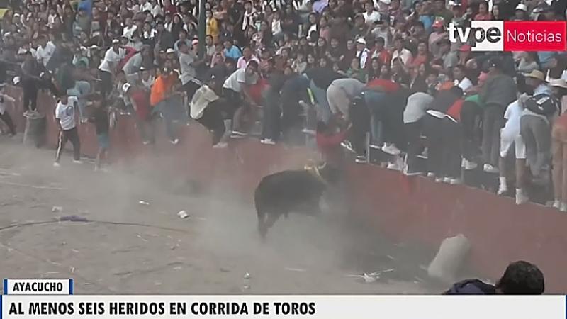 Este espectáculo tiene como costumbre que numerosos aficionados intenten torear al imponente animal.