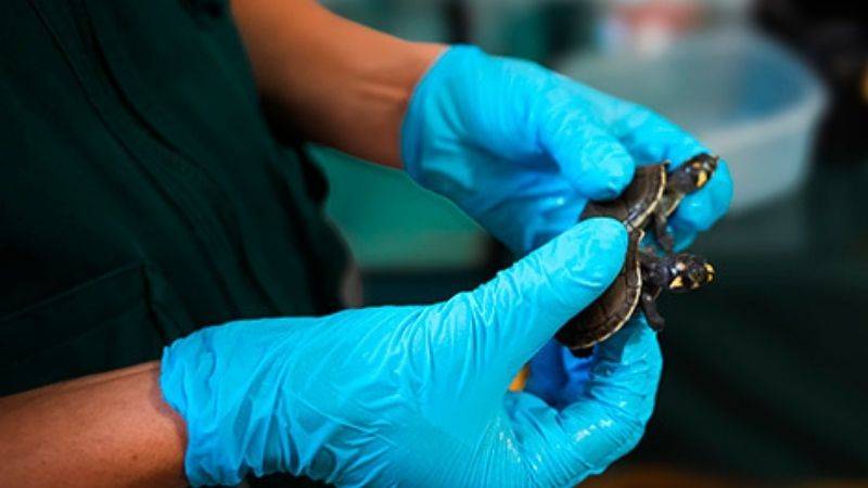 Serfor y la Policía Nacional rescata 164 tortugas taricayas