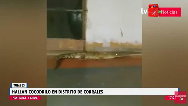 Tumbes cocodrilo