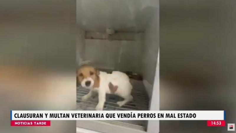 Surco: clausuran y multan veterinaria que comercializaba mascotas