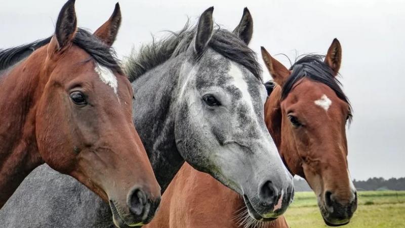 virus equino uruguay