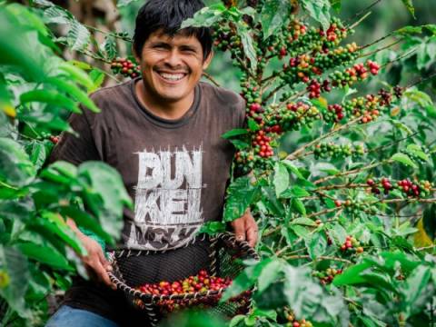 CAFE exportaciones midagri