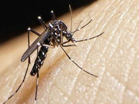 Dengue: Gobierno  emergencia sanitaria 