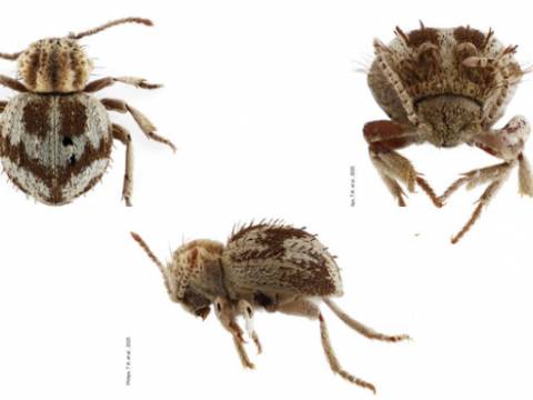 escarabajo