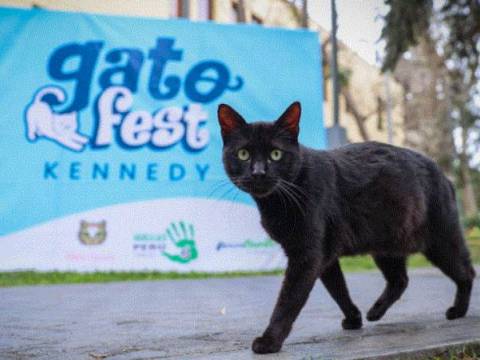 gato