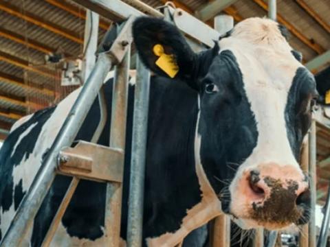 Estados Unidos: detectan gripe aviar en vacas lecheras 