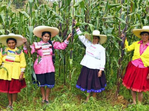 midagri agricultura plantas papas campesinos 