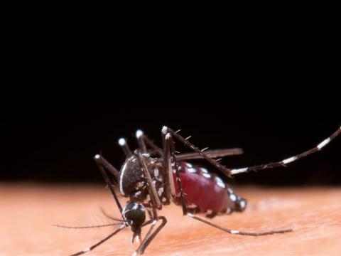 Minsa: Cinco consejos claves para prevenir el dengue