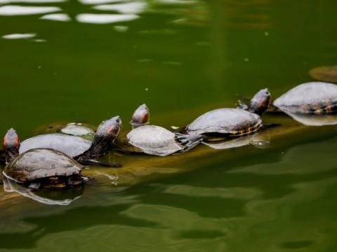 Celebra el Día Mundial de la Tortuga en el Parque de las Leyandas
