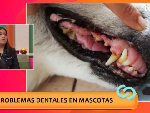 Periodontitis dental: Este es el cuidado que deben tener las mascotas para prevenir esta enfermedad