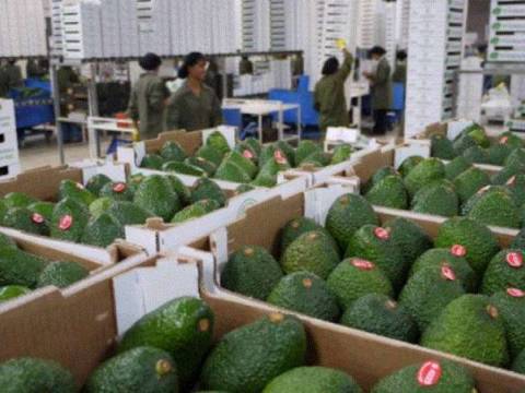Palta