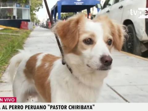 pastor chiribaya 