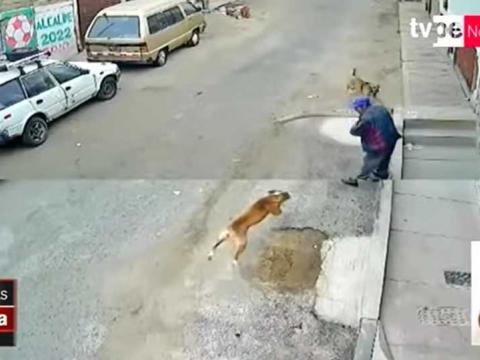 Tacna: anciano ataque por perros 