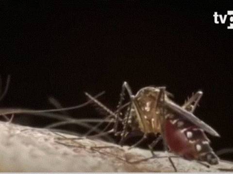 dengue