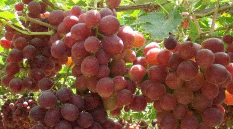 Agroexportaciones