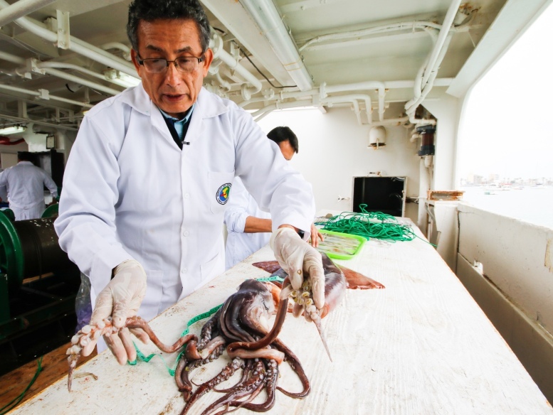 calamar pota produce pesca