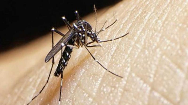 dengue zancudo Perú fiebre llamada 