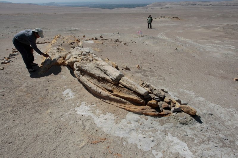 perucetus colossus ica invasión