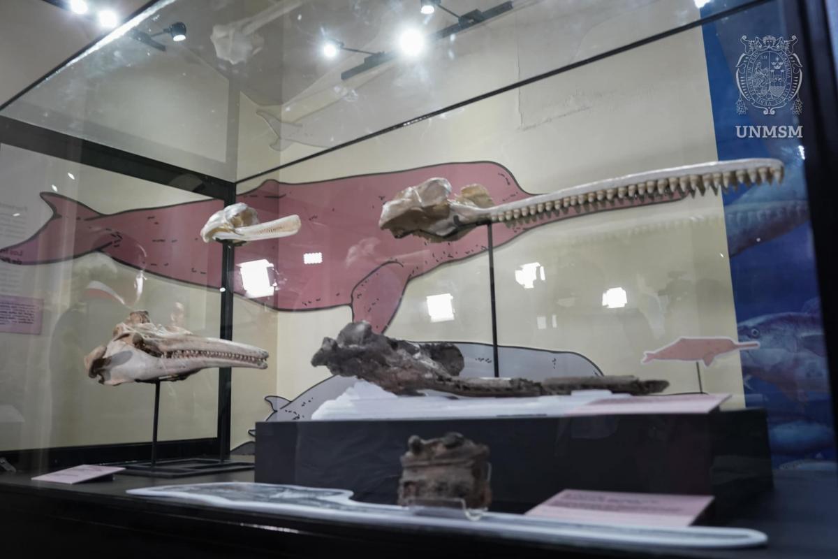 delfin mas grande de la historia