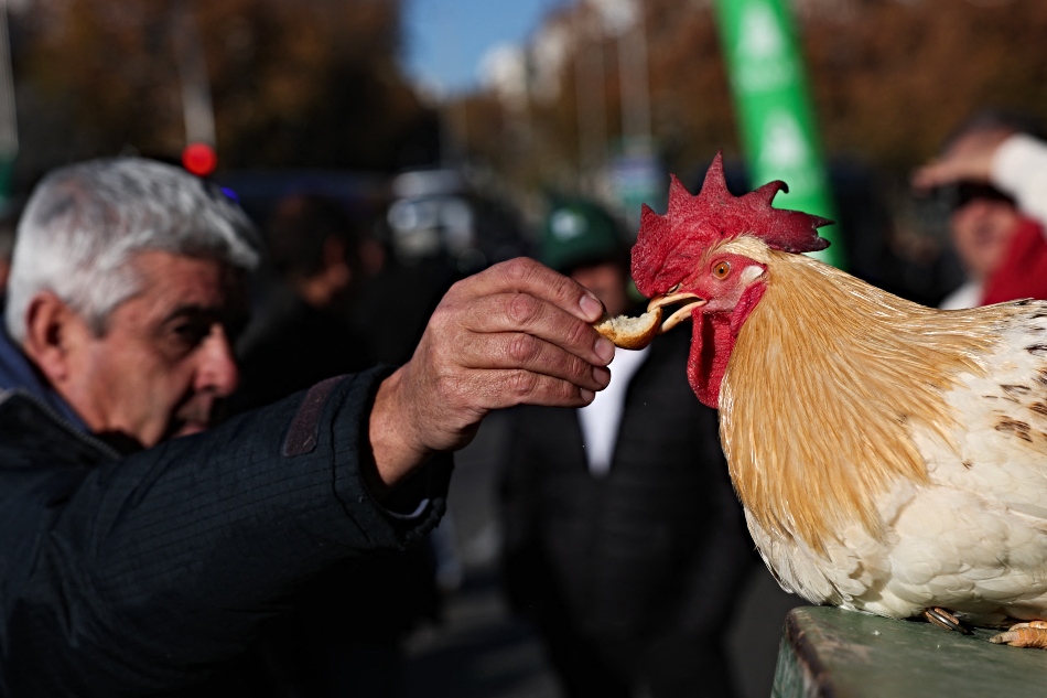 gripe aviar Estados Unidos